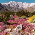 Chino Canyon Wildflowers - Picture taken by Bill Havert